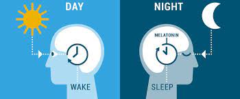 Identify your circadian rhythms 🦁 🐻 🐬 🐺